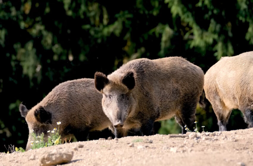 La Generalitat amplia el control de la població de senglars amb noves rutes i 14 zones de captura