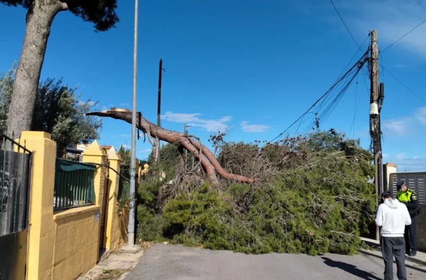  Ràfegues de fins a 131 km/h causen caigudes i talls preventius a l’Horta